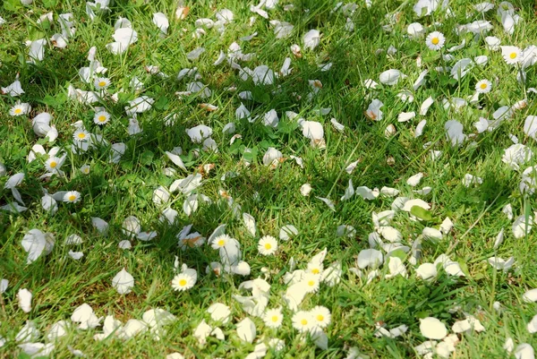 Fallen petals of flowers of apple trees lie on the grass