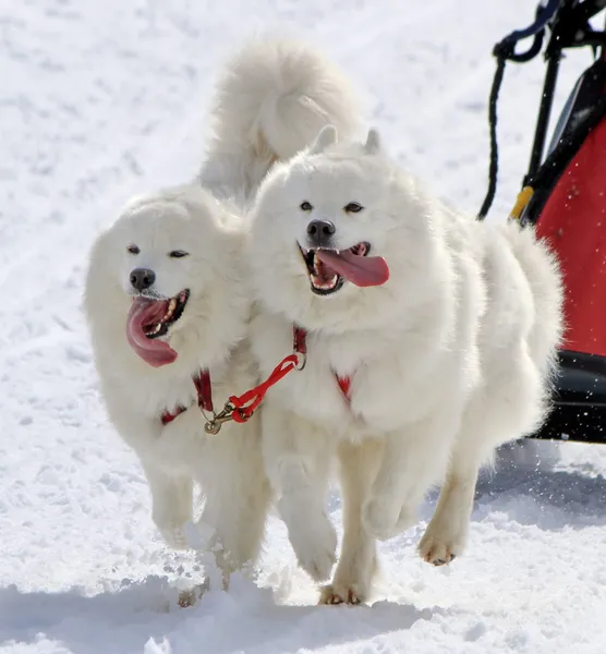 Samoyed sled dog team at work