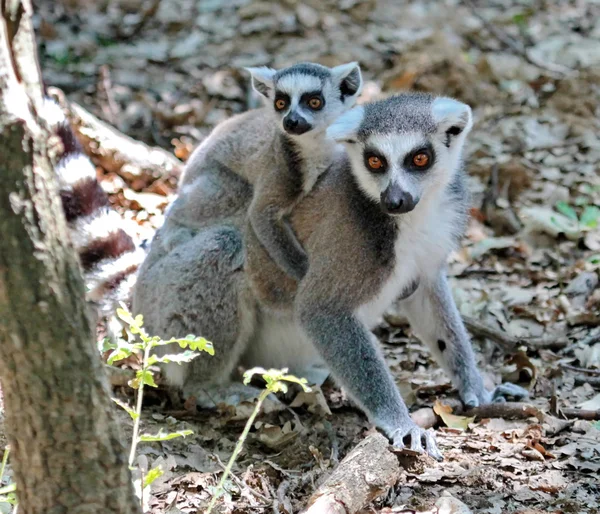 Ring-tailed lemur, lemur catta, baby and mum