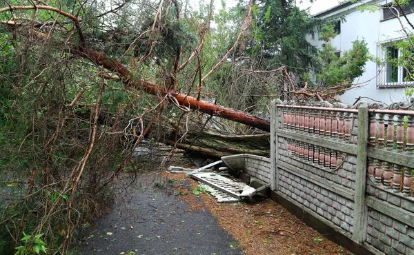 Damaged fallen tree on a rural road