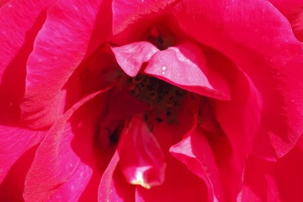 Climbing rose flower