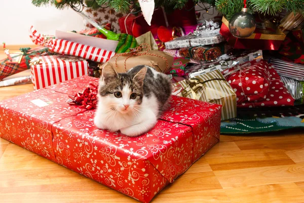 Kitten under christmas tree
