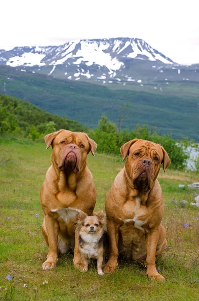 Three dogs against Norwegian landscape