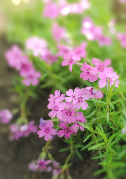 Spring flowers