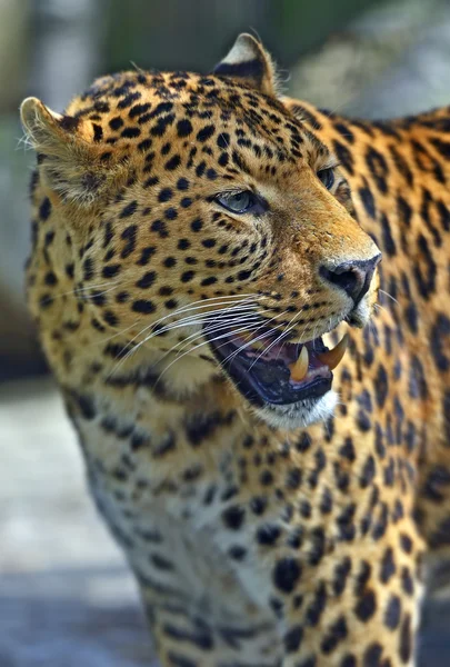 Angry Leopard