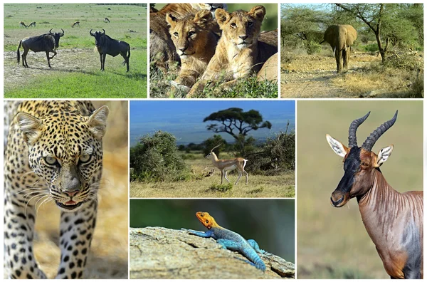 African wild animals