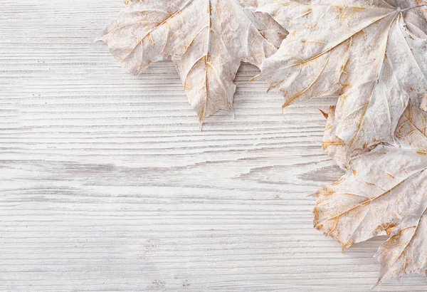 White leaves over wooden grunge background. Autumn maple