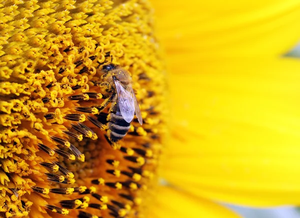 Bee on sunflower