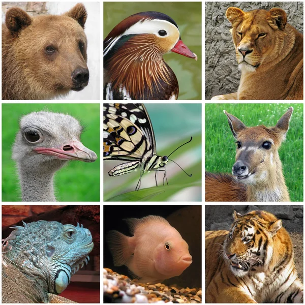 Animals from zoo