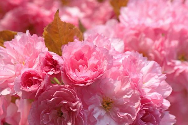 Japanese cherry tree blossom