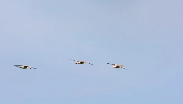Flying gooses