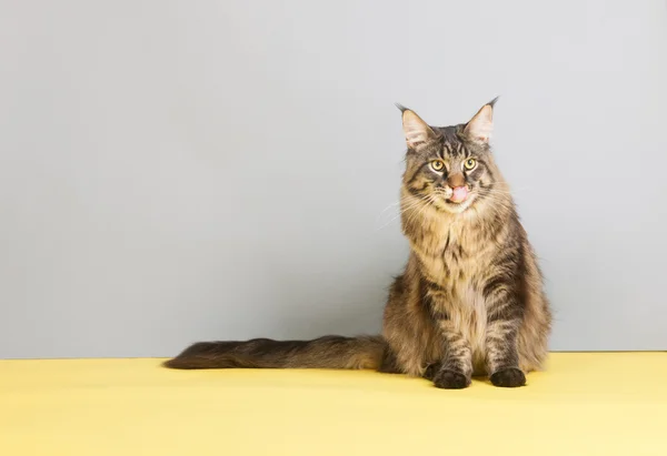 Maine coon cat licking with tongue