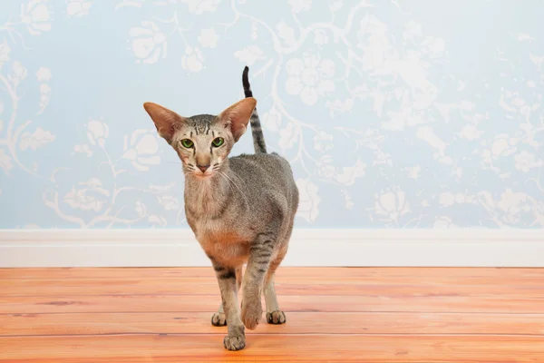 Tabby Siamese cat with vintage wall paper