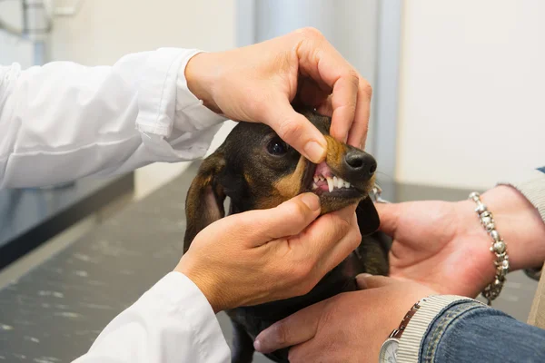 Veterinarian is looking to teeth of dog