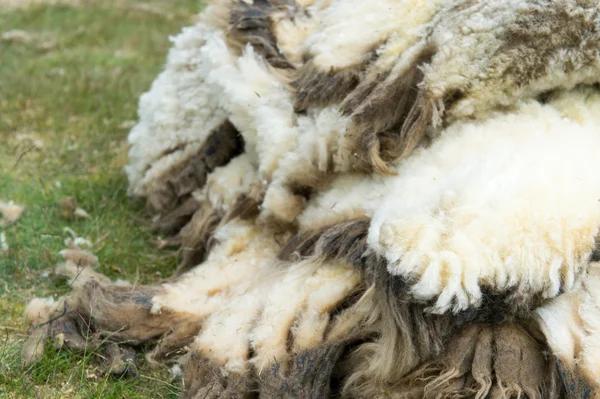 Wool of sheaved sheep