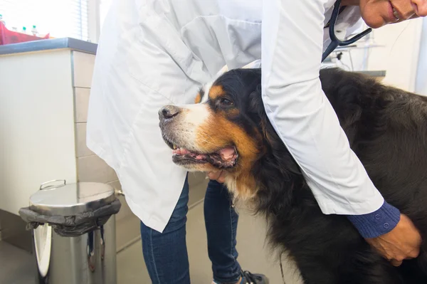 Veterinarian is examining a big dog