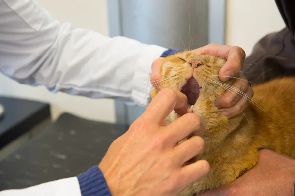 Veterinarian opening mouth from cat