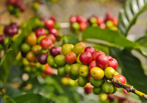 Coffee Beans