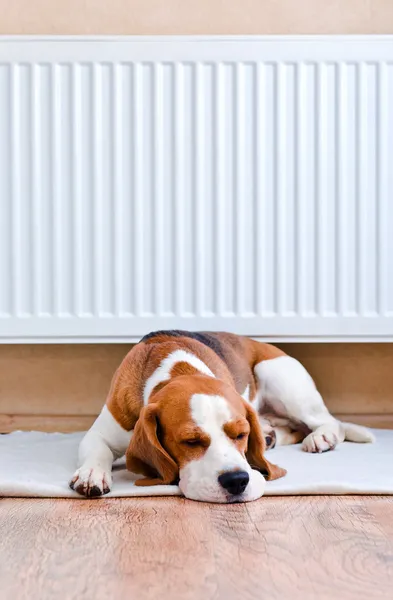 Dog has a rest near to a warm radiator