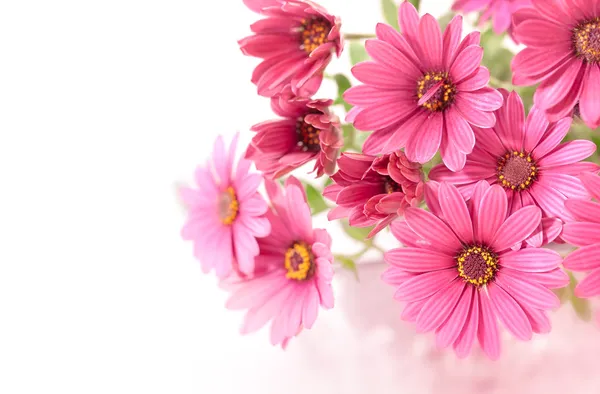 Pink flowers before white background