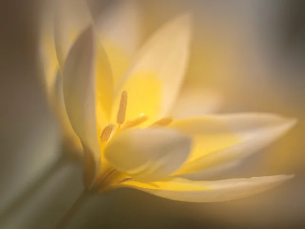 White flower with soft focus