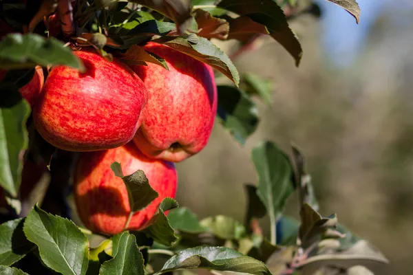 Royal Gala Apples