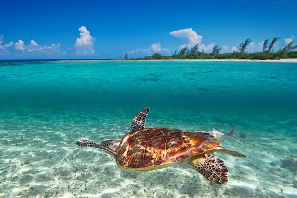 Green turtle in Caribbean Sea scenery