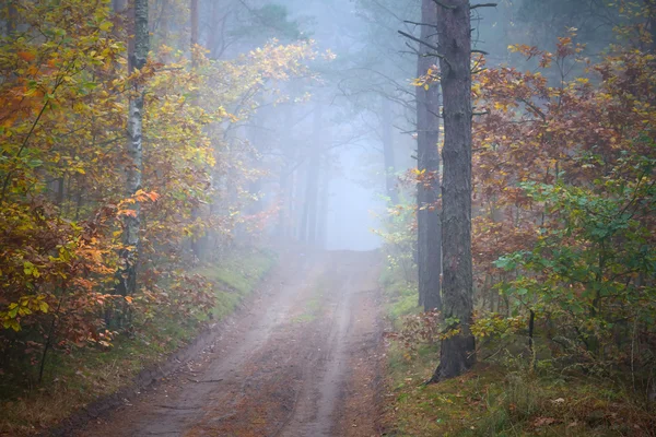 Misty forest in foggy weather