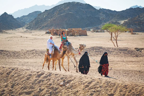 Camel ride on the desert in Egypt