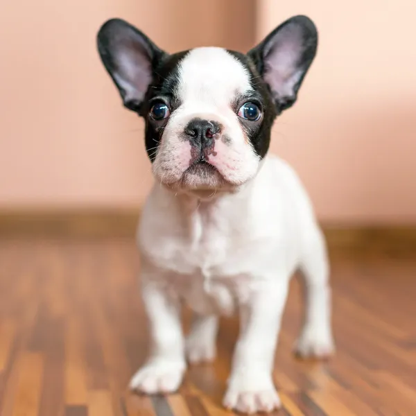 French bulldog puppy