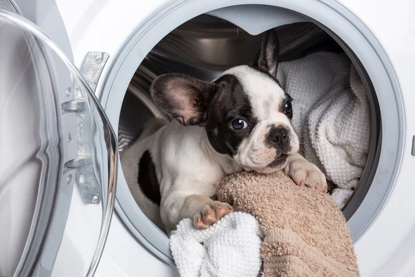 Puppy inside the washing machine