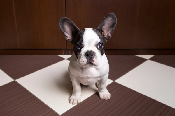 French bulldog puppy at home