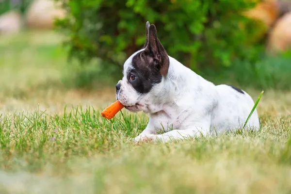 French bulldog puppy eating carrot