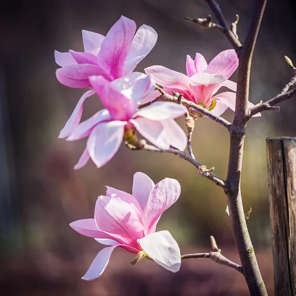 Magnolia flower in the park at springtime