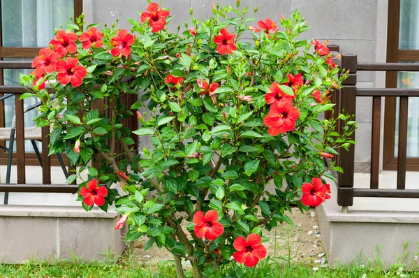 Hibiscus bush in front of house