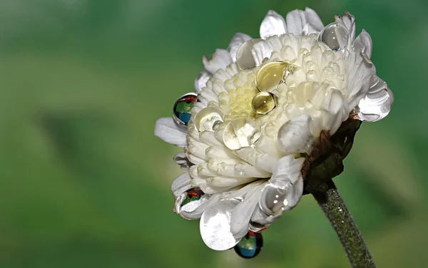 Little White Flower In The Drops Of Dew. macro.