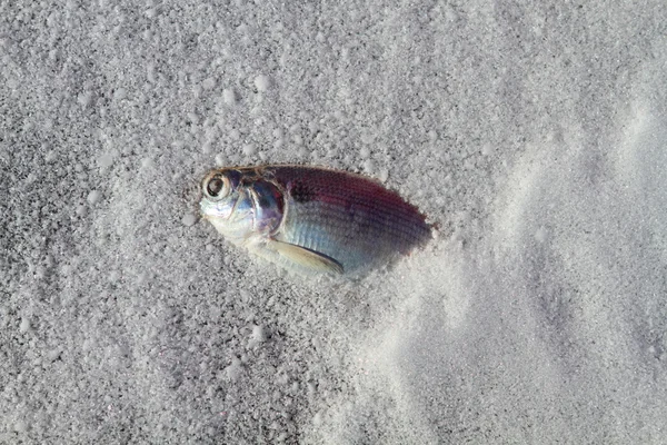 Frozen fish