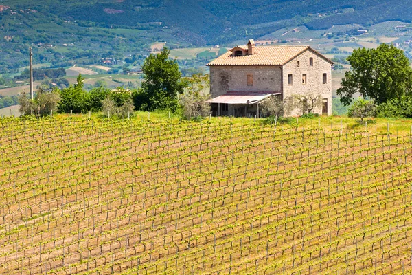 Farmhouse and Vineyard Landscape, Tuscany
