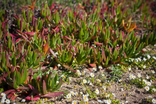 Succulent Plants and Daisies Closeup at Portugal Ocean Coast
