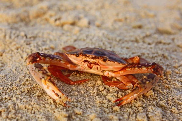 Funny red crab on the beach