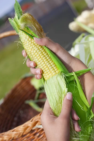 Hands holding an ear of ripe corn