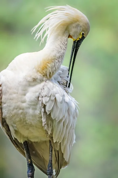 Bird, Eurasian Spoonbill, Platalea leucorodia, pruning it's feat