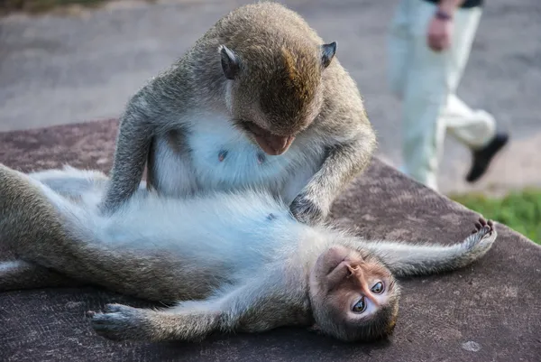 Lazy monkeys playing