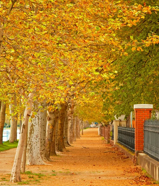 Nice autumnal scene in the park