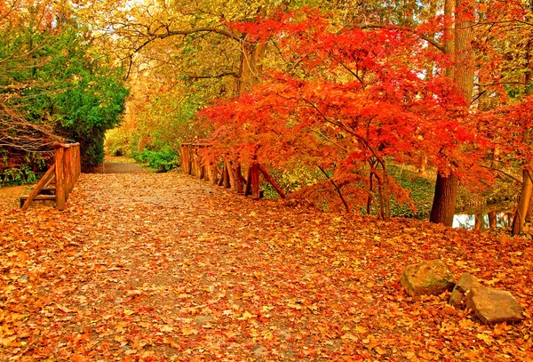 Nice autumnal scene in the park