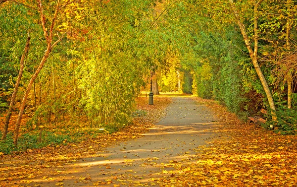 Nice autumnal scene in the park