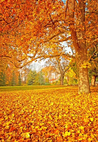 Nice autumnal scene in the park