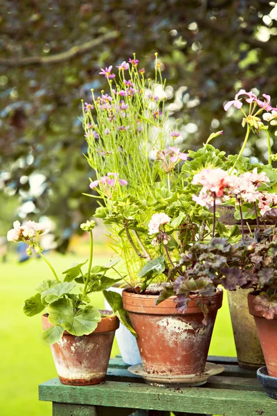 Rustic garden pots