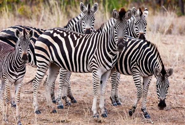 Zebras in Kruger National Park, South Africa