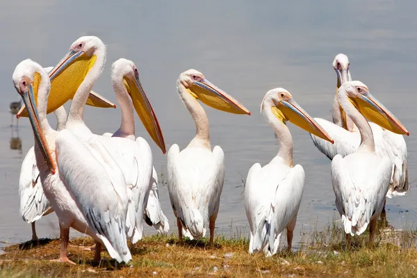 Great white pelicans in Lake Nakuru National Park - Kenya, Africa. The Great White Pelican (Pelecanus onocrotalus) is also known as the Eastern White Pelican, Rosy Pelican or White Pelican.